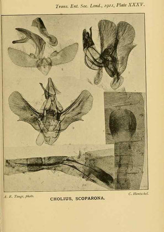 Reproducción/Reproduction 48683420738: Transactions of the Entomological Society of London.. London,The Society.. 