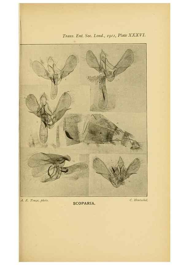Reproducción/Reproduction 48683933192: Transactions of the Entomological Society of London.. London,The Society.. 