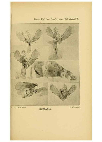 Reproducción/Reproduction 48683933192: Transactions of the Entomological Society of London.. London,The Society.. 