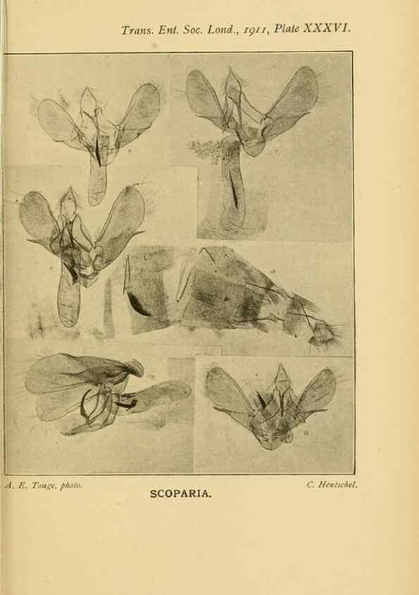 Reproducción/Reproduction 48683933192: Transactions of the Entomological Society of London.. London,The Society.. 