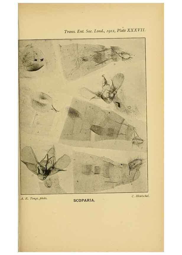Reproducción/Reproduction 48683760116: Transactions of the Entomological Society of London.. London,The Society.. 