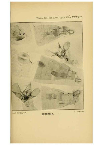 Reproducción/Reproduction 48683760116: Transactions of the Entomological Society of London.. London,The Society.. 