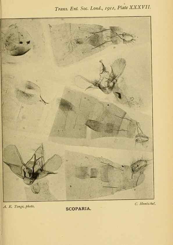 Reproducción/Reproduction 48683760116: Transactions of the Entomological Society of London.. London,The Society.. 