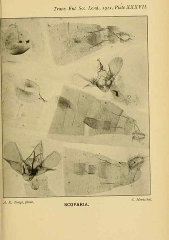 Reproducción/Reproduction 48683760116: Transactions of the Entomological Society of London.. London,The Society.. 