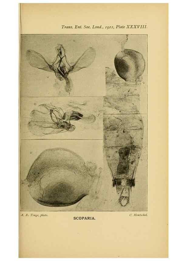 Reproducción/Reproduction 48683934152: Transactions of the Entomological Society of London.. London,The Society.. 