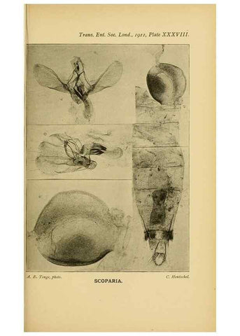 Reproducción/Reproduction 48683934152: Transactions of the Entomological Society of London.. London,The Society.. 