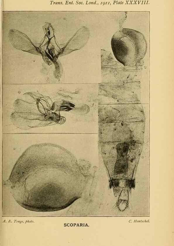 Reproducción/Reproduction 48683934152: Transactions of the Entomological Society of London.. London,The Society.. 