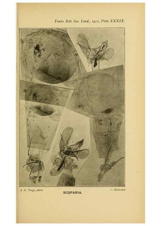 Reproducción/Reproduction 48683934567: Transactions of the Entomological Society of London.. London,The Society.. 