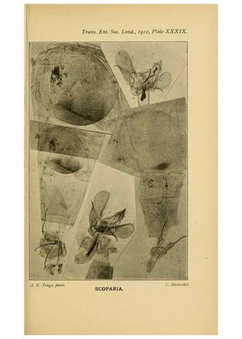 Reproducción/Reproduction 48683934567: Transactions of the Entomological Society of London.. London,The Society.. 