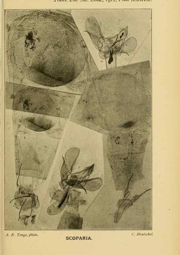 Reproducción/Reproduction 48683934567: Transactions of the Entomological Society of London.. London,The Society.. 