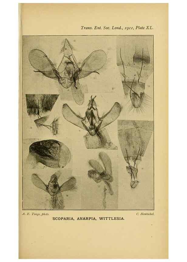 Reproducción/Reproduction 48683934962: Transactions of the Entomological Society of London.. London,The Society.. 