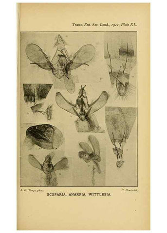 Reproducción/Reproduction 48683934962: Transactions of the Entomological Society of London.. London,The Society.. 