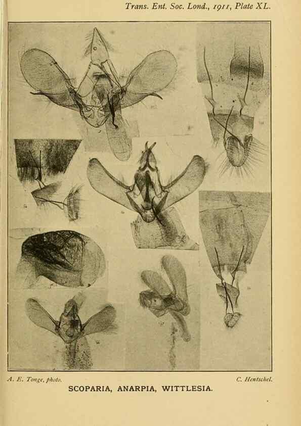 Reproducción/Reproduction 48683934962: Transactions of the Entomological Society of London.. London,The Society.. 