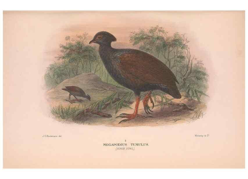 Reproducción/Reproduction 48684196826: The Birds of Australia. London :Witherby & Co.,1910-1927.. 