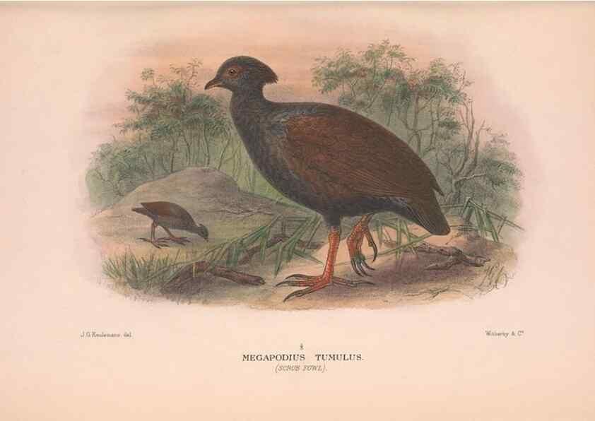 Reproducción/Reproduction 48684196826: The Birds of Australia. London :Witherby & Co.,1910-1927.. 