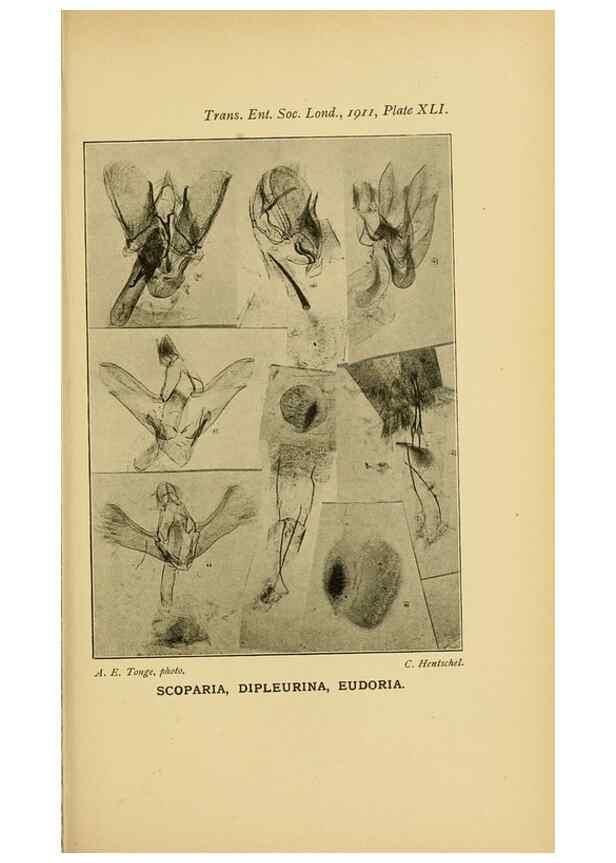 Reproducción/Reproduction 48683761891: Transactions of the Entomological Society of London.. London,The Society.. 