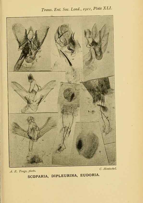 Reproducción/Reproduction 48683761891: Transactions of the Entomological Society of London.. London,The Society.. 