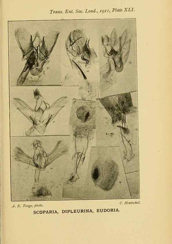 Reproducción/Reproduction 48683761891: Transactions of the Entomological Society of London.. London,The Society.. 