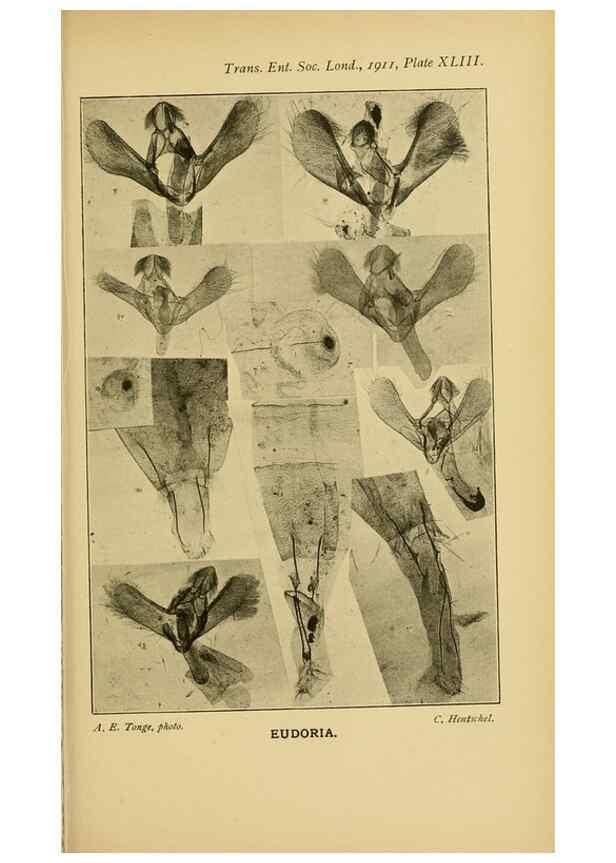 Reproducción/Reproduction 48683424178: Transactions of the Entomological Society of London.. London,The Society.. 
