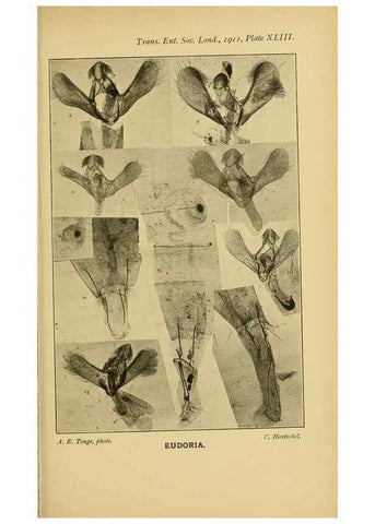 Reproducción/Reproduction 48683424178: Transactions of the Entomological Society of London.. London,The Society.. 