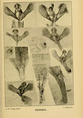 Reproducción/Reproduction 48683424178: Transactions of the Entomological Society of London.. London,The Society.. 