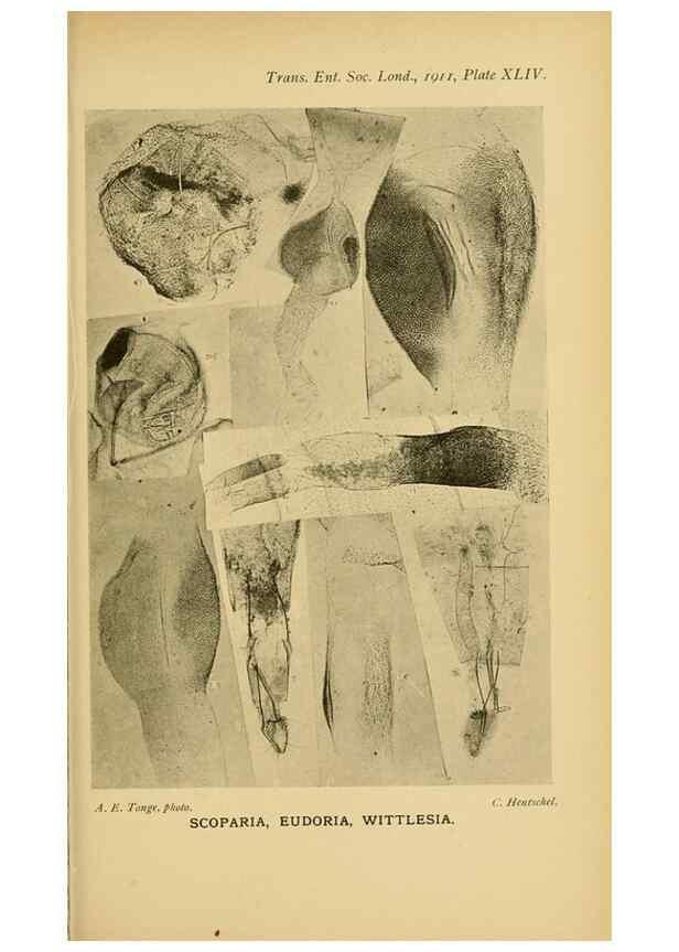 Reproducción/Reproduction 48683424503: Transactions of the Entomological Society of London.. London,The Society.. 