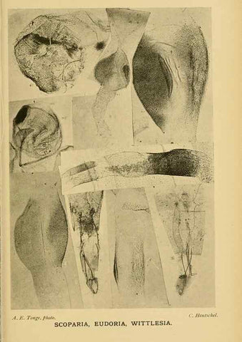 Reproducción/Reproduction 48683424503: Transactions of the Entomological Society of London.. London,The Society.. 