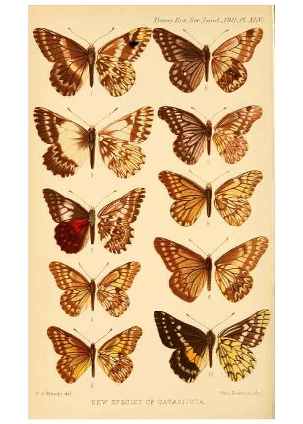 Reproducción/Reproduction 48683936832: Transactions of the Entomological Society of London.. London,The Society.. 