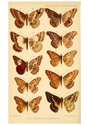 Reproducción/Reproduction 48683936832: Transactions of the Entomological Society of London.. London,The Society.. 