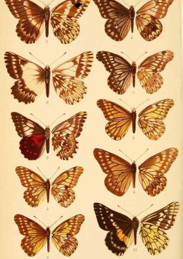 Reproducción/Reproduction 48683936832: Transactions of the Entomological Society of London.. London,The Society.. 