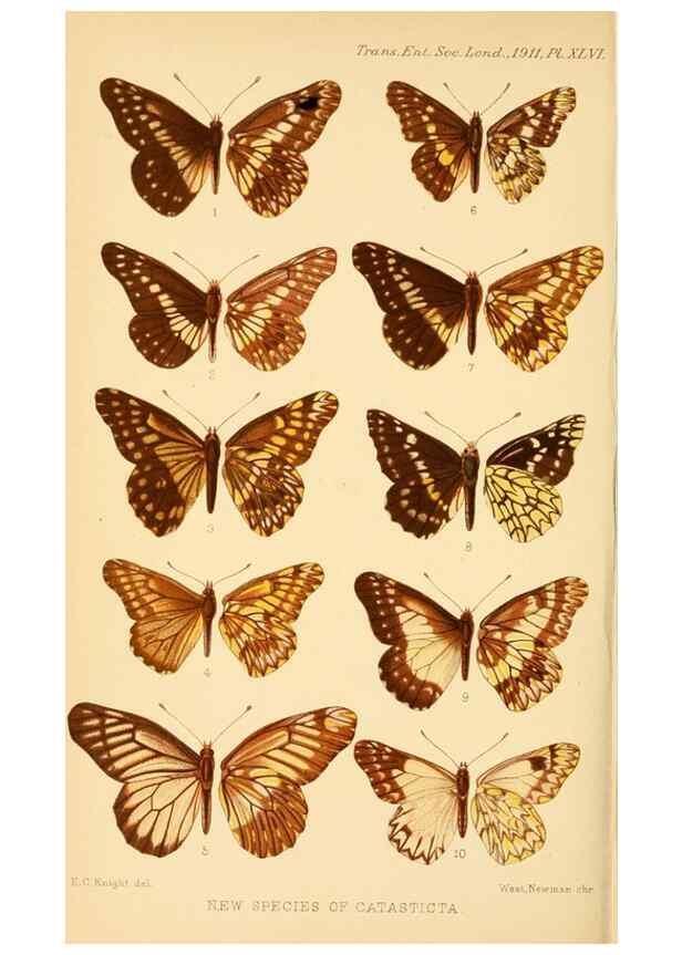 Reproducción/Reproduction 48683937267: Transactions of the Entomological Society of London.. London,The Society.. 