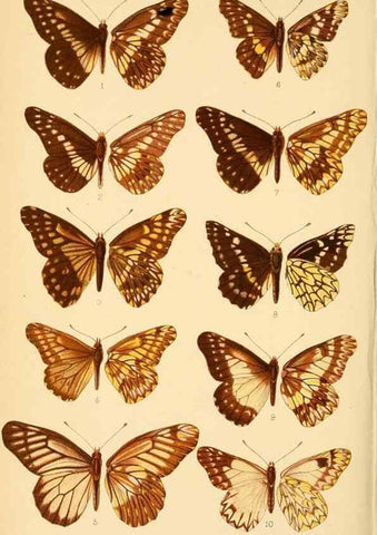 Reproducción/Reproduction 48683937267: Transactions of the Entomological Society of London.. London,The Society.. 
