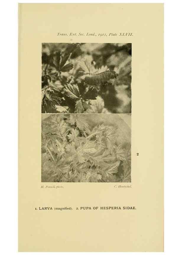 Reproducción/Reproduction 48683937717: Transactions of the Entomological Society of London.. London,The Society.. 
