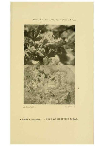 Reproducción/Reproduction 48683937717: Transactions of the Entomological Society of London.. London,The Society.. 