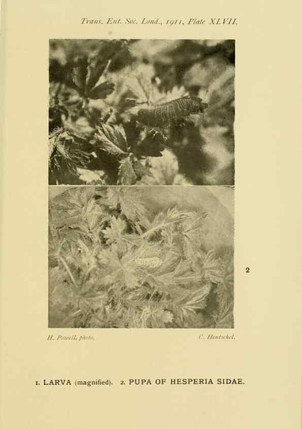 Reproducción/Reproduction 48683937717: Transactions of the Entomological Society of London.. London,The Society.. 