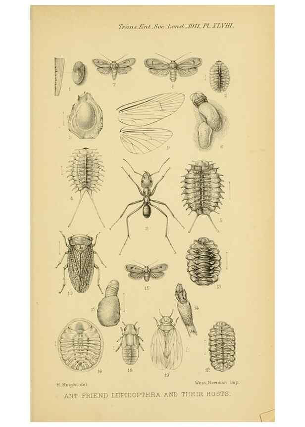 Reproducción/Reproduction 48683426018: Transactions of the Entomological Society of London.. London,The Society.. 