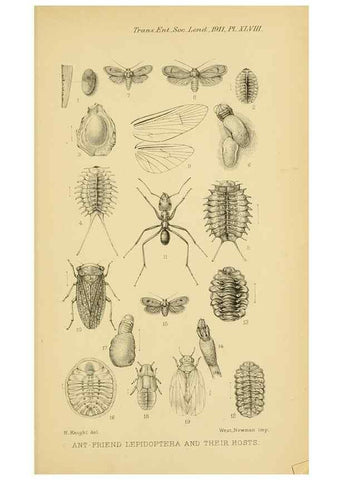 Reproducción/Reproduction 48683426018: Transactions of the Entomological Society of London.. London,The Society.. 