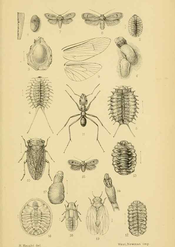 Reproducción/Reproduction 48683426018: Transactions of the Entomological Society of London.. London,The Society.. 