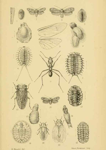 Reproducción/Reproduction 48683426018: Transactions of the Entomological Society of London.. London,The Society.. 