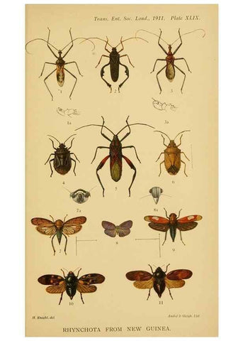 Reproducción/Reproduction 48683938637: Transactions of the Entomological Society of London.. London,The Society.. 