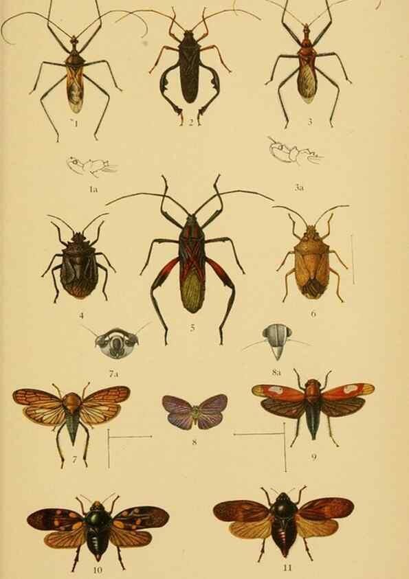 Reproducción/Reproduction 48683938637: Transactions of the Entomological Society of London.. London,The Society.. 