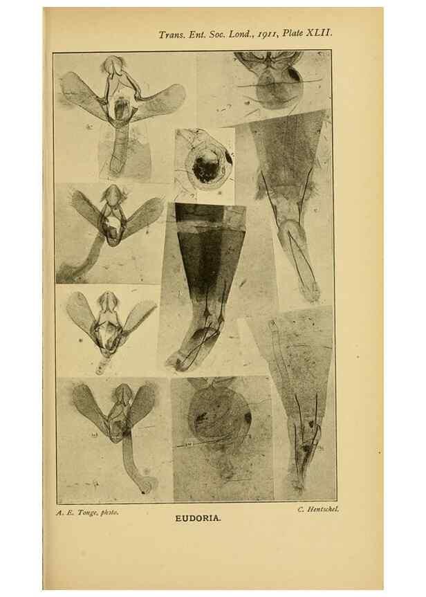Reproducción/Reproduction 48683423873: Transactions of the Entomological Society of London.. London,The Society.. 
