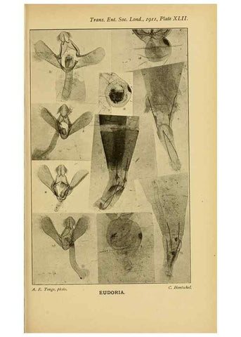 Reproducción/Reproduction 48683423873: Transactions of the Entomological Society of London.. London,The Society.. 