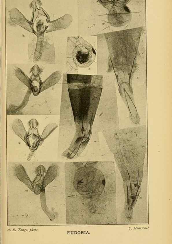 Reproducción/Reproduction 48683423873: Transactions of the Entomological Society of London.. London,The Society.. 