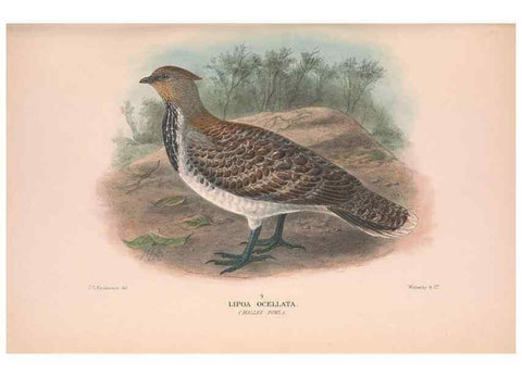 Reproducción/Reproduction 48684372067: The Birds of Australia. London :Witherby & Co.,1910-1927.. 