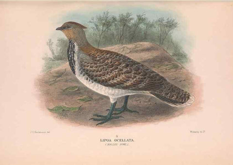 Reproducción/Reproduction 48684372067: The Birds of Australia. London :Witherby & Co.,1910-1927.. 