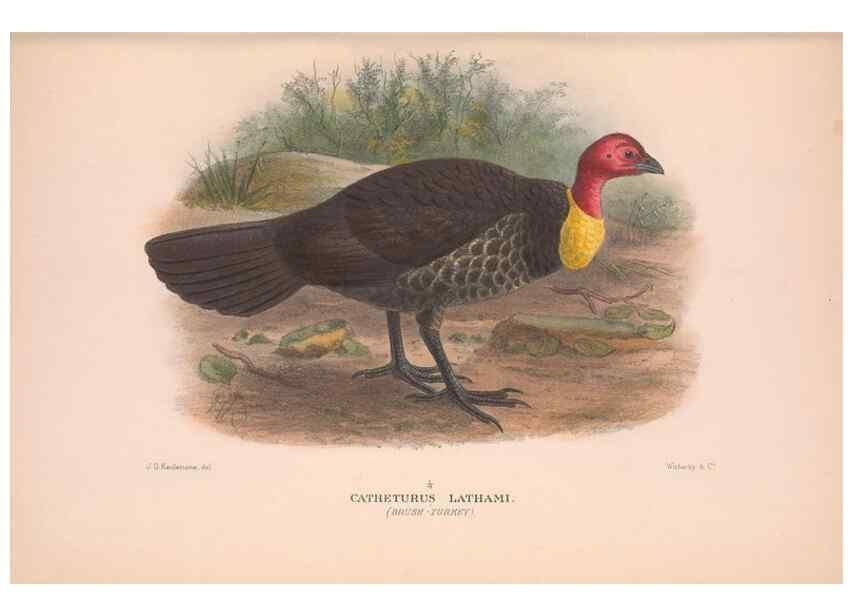 Reproducción/Reproduction 48683858323: The Birds of Australia. London :Witherby & Co.,1910-1927.. 