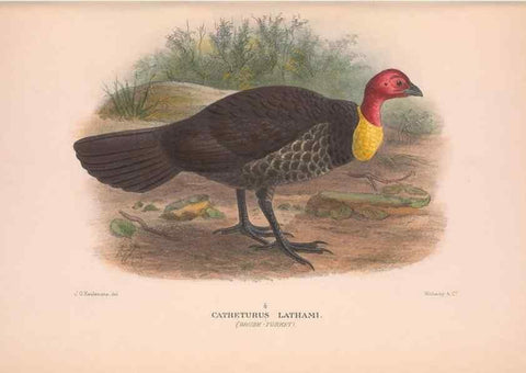 Reproducción/Reproduction 48683858323: The Birds of Australia. London :Witherby & Co.,1910-1927.. 