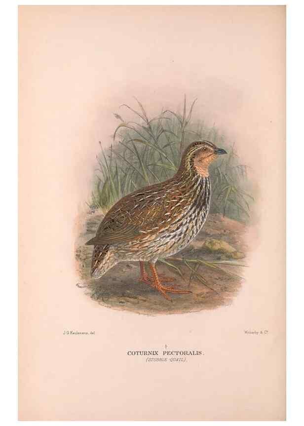 Reproducción/Reproduction 48683858588: The Birds of Australia. London :Witherby & Co.,1910-1927.. 