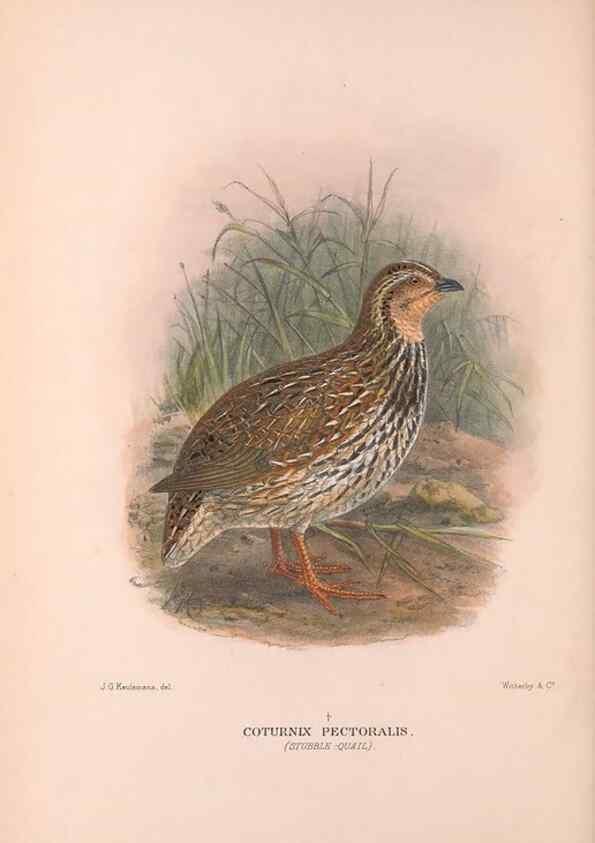 Reproducción/Reproduction 48683858588: The Birds of Australia. London :Witherby & Co.,1910-1927.. 